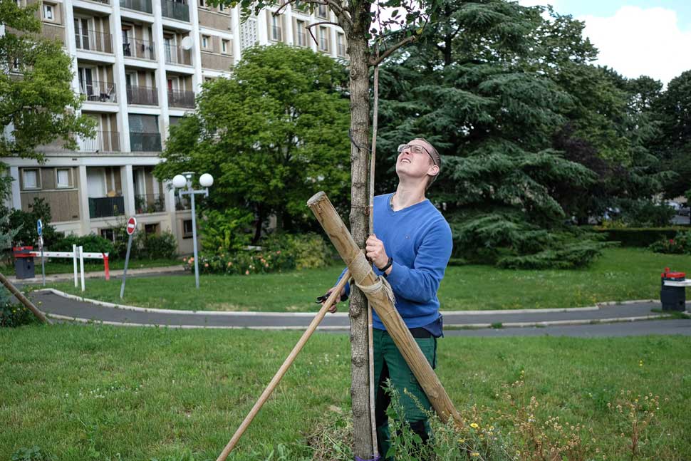 Collaborateur du service espace vert près d'un arbre de la résidence Malakoff (92)