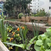Un jardin partagé pour préserver le lien social et la nature en ville