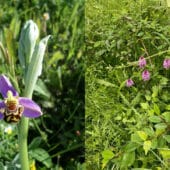 L’orchidée sauvage : reine de nos espaces verts